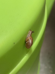 Zachrysia provisoria