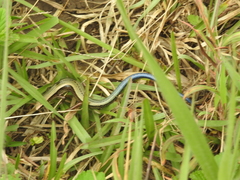 Kaestlea travancorica