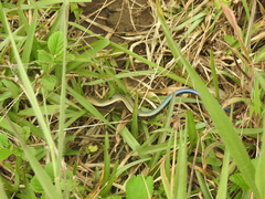 Kaestlea travancorica