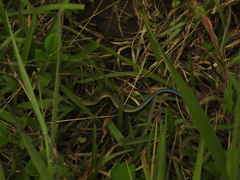 Kaestlea travancorica