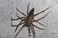 Dendrolycosa