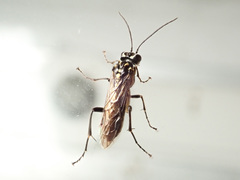 Pachyprotasis rapae
