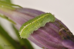 Syrphidae