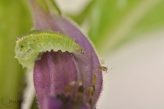 Syrphidae
