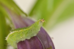 Syrphidae