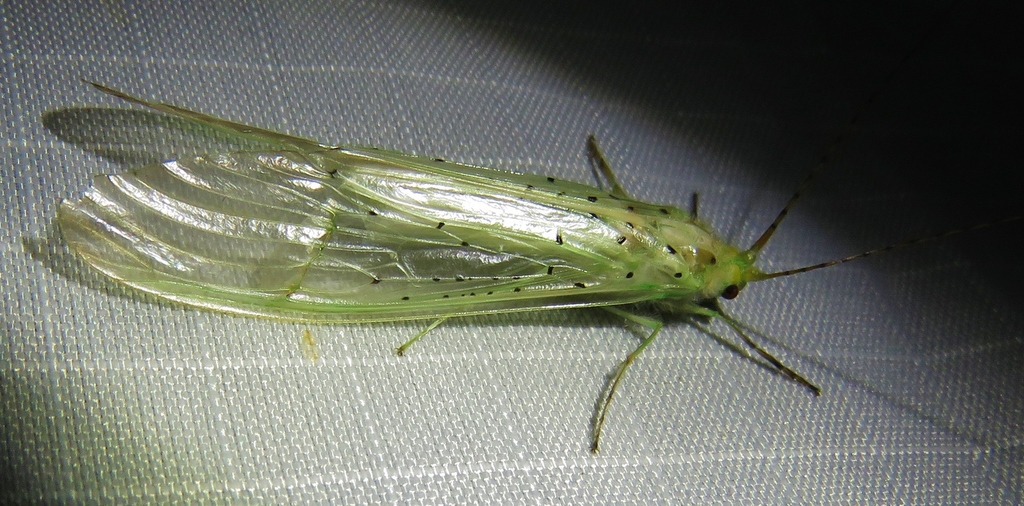 Macronematinae