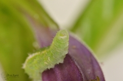 Syrphidae