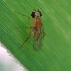 Diptera