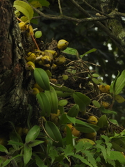 Bulbophyllum fuscopurpureum