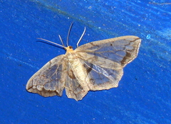 Hydatoscia ategua