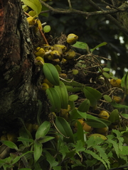 Bulbophyllum fuscopurpureum