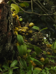 Bulbophyllum fuscopurpureum