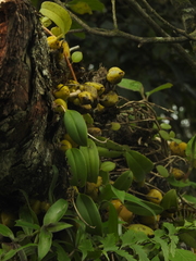 Bulbophyllum fuscopurpureum