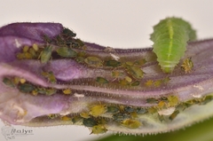 Syrphidae