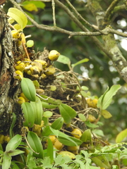 Bulbophyllum fuscopurpureum