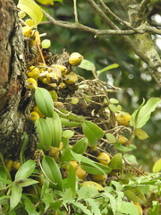 Bulbophyllum fuscopurpureum