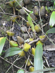Bulbophyllum fuscopurpureum