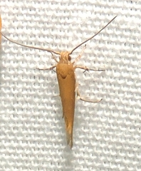 Glaphyristis marmarea