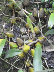 Bulbophyllum fuscopurpureum