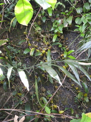 Bulbophyllum fuscopurpureum