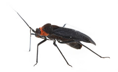 Prepops rubellicollis