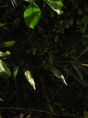 Bulbophyllum fuscopurpureum