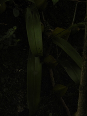 Bulbophyllum fuscopurpureum