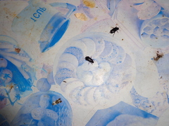 Eilicrinia trinotata