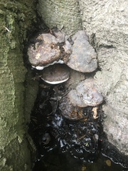 Ganoderma pfeifferi