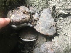 Ganoderma pfeifferi