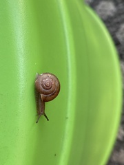 Zachrysia provisoria