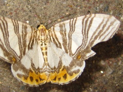 Callabraxas compositata
