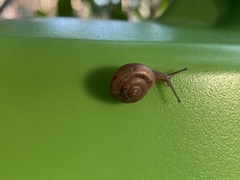 Zachrysia provisoria