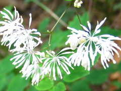 Thalictrum filamentosum