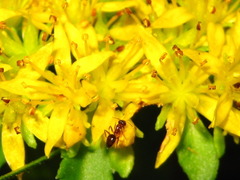 Phedimus kamtschaticus