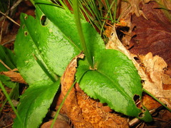 Liparis kumokiri