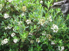 Rhododendron weyrichii