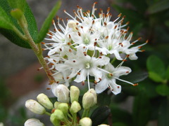 Rhododendron weyrichii