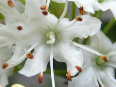 Rhododendron weyrichii