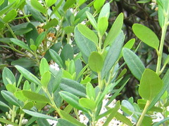 Rhododendron weyrichii