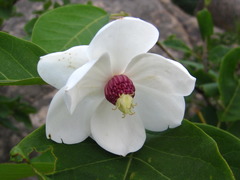 Magnolia sieboldii
