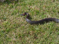 Lampropeltis mexicana