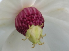 Magnolia sieboldii