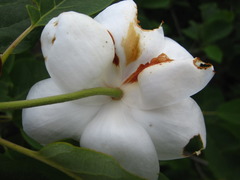 Magnolia sieboldii