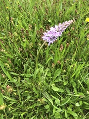 Dactylorhiza