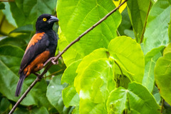 Ploceus castaneofuscus