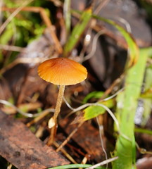 Conocybe filaris
