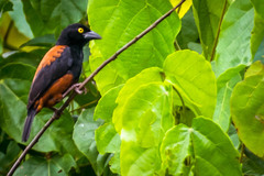 Ploceus castaneofuscus