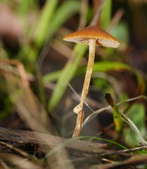 Conocybe filaris