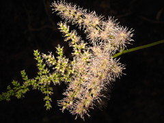 Astilbe rubra